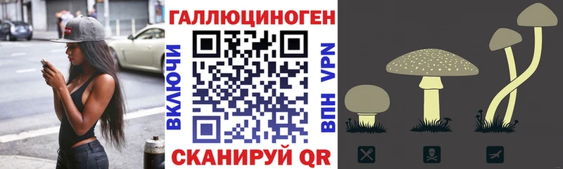блэк спрут ссылка  маркетплейс телеграм  Галлюциногенные грибы мицелий  Хасавюрт 